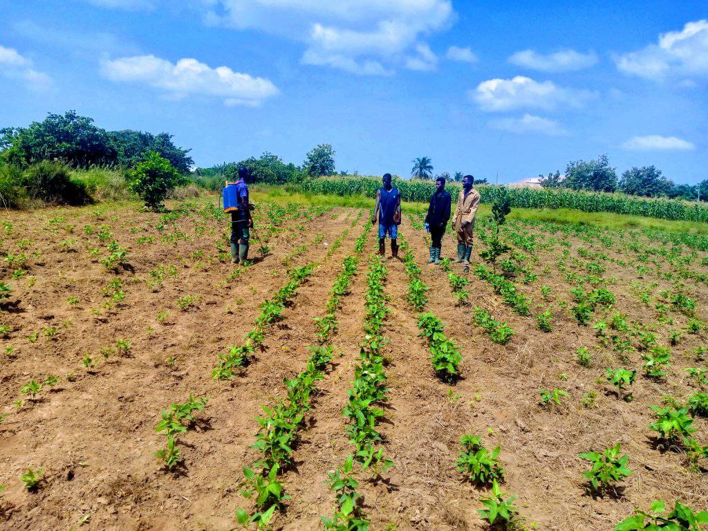 Vegetable Production